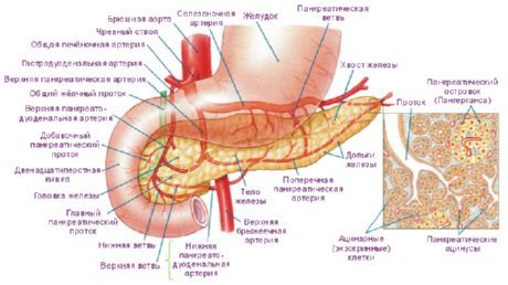 Tuyến tụy Tuyến tụy