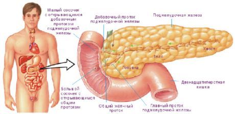Tuyến tụy Tuyến tụy