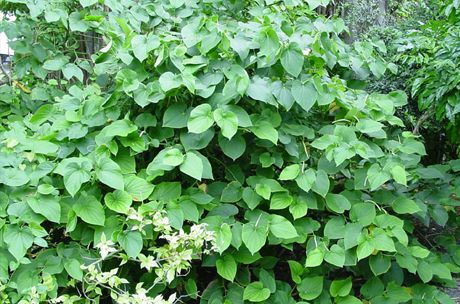 Kava được sản xuất từ rễ của một loại cây bụi (Piper methysticum)