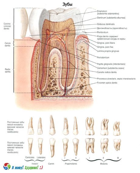 Răng. Cấu trúc của răng